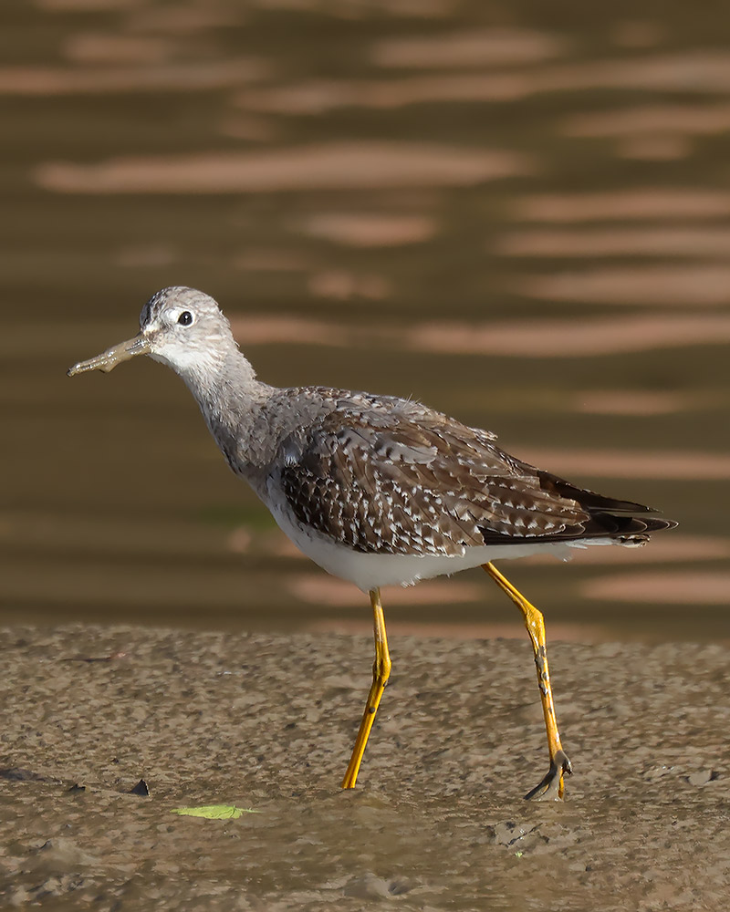 Lesser yellowlegs